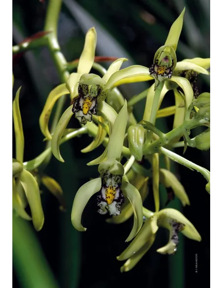 Orchids of Madagascar