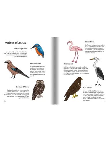 Apprendre à dessiner les oiseaux