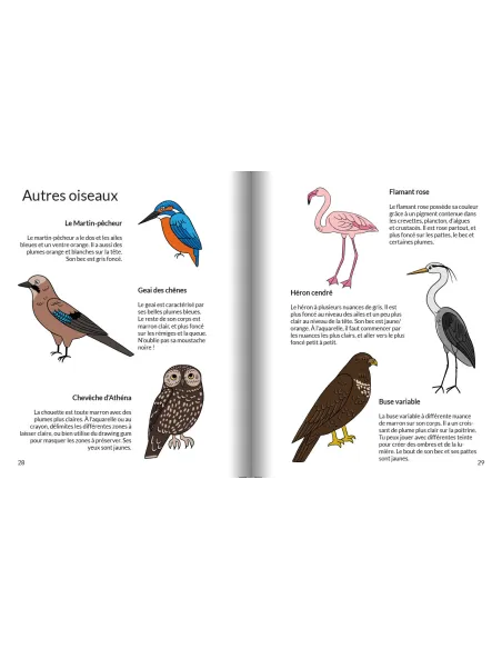 Apprendre à dessiner les oiseaux