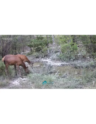 Reolink 4K Go Ranger WiFi and 4G LTE...