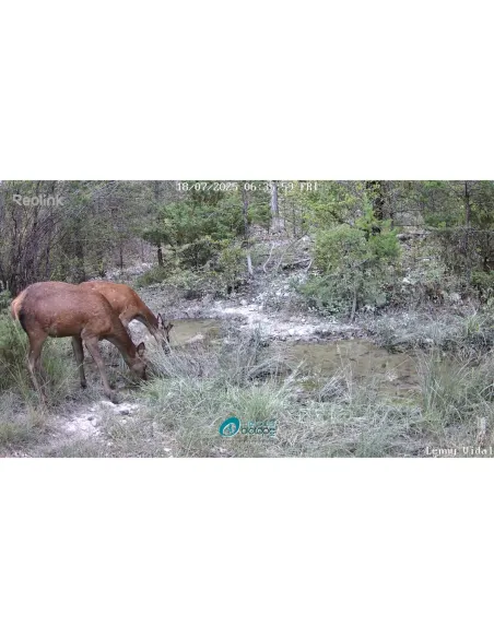 Reolink 4K Go Ranger WiFi and 4G LTE connected camera