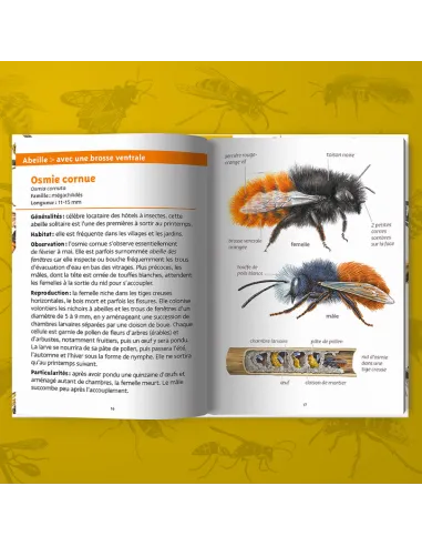 Les petits livres de la nature - Abeilles et guêpes
