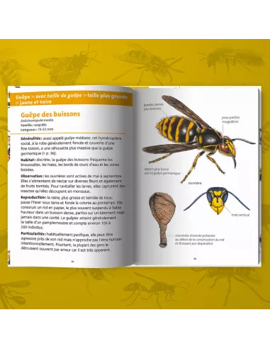 Les petits livres de la nature - Abeilles et guêpes