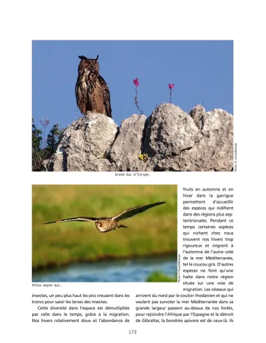 De Saint-Guilhem à l’Espinouse - Voyage dans les forêts de l’Hérault