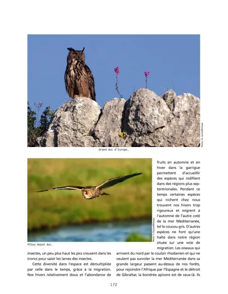 De Saint-Guilhem à l’Espinouse - Voyage dans les forêts de l’Hérault