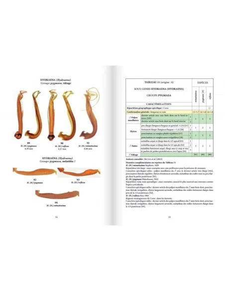 Clés des coléoptères aquatiques de France métropolitaine T2