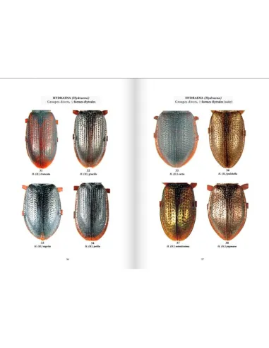 Clés des coléoptères aquatiques de France métropolitaine T2