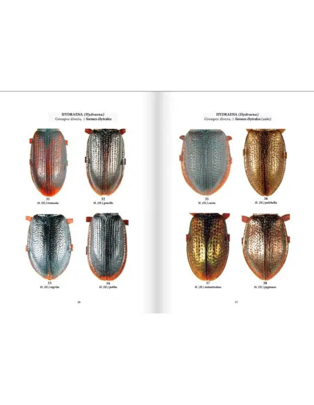 Clés des coléoptères aquatiques de France métropolitaine T2