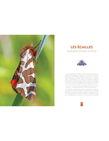 L'insecte médicinal