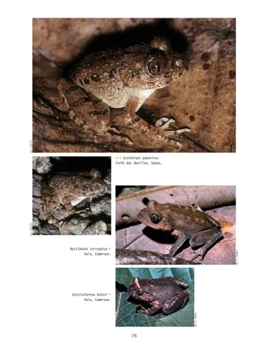 Amphibiens d'Afrique centrale et...