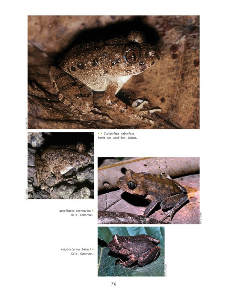 Amphibiens d'Afrique centrale et d'Angola