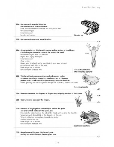 Amphibiens d'Afrique centrale et d'Angola