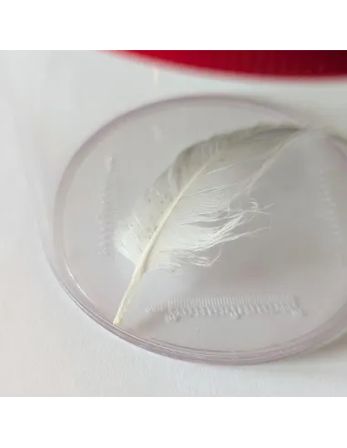 Insect magnifying box (2x and 4x magnification) - Le Club Biotope