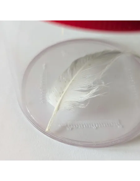 Insect magnifying box (2x and 4x magnification) - Le Club Biotope