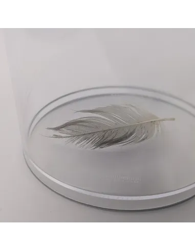 Caja de lupa para insectos XL (aumento 4x) - Le Club Biotope