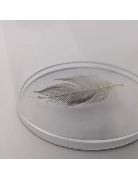 Boîte-loupe à insecte XL (grossissement 4x) - Le Club Biotope