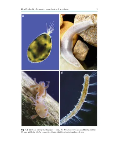 Freshwater Invertebrates in Central Europe