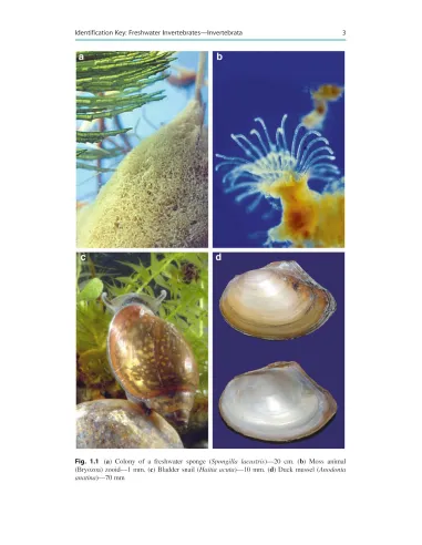 Freshwater Invertebrates in Central Europe