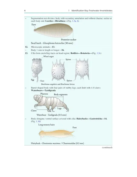 Freshwater Invertebrates in Central Europe