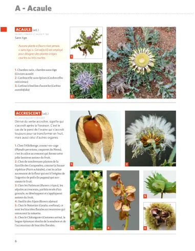 Dictionnaire visuel de botanique