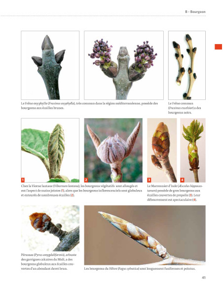 Dictionnaire visuel de botanique