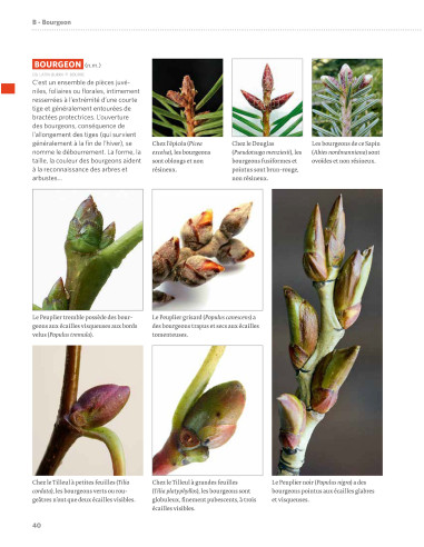 Dictionnaire visuel de botanique