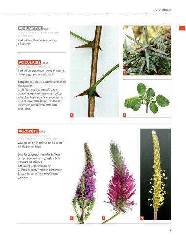 Dictionnaire visuel de botanique