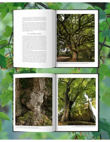 Arbres, secrets de géants