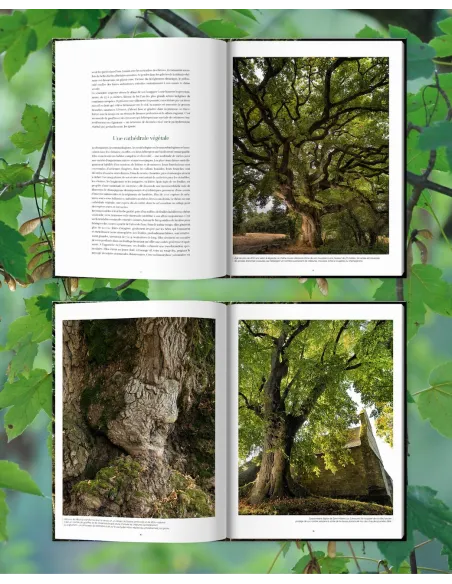 Arbres, secrets de géants