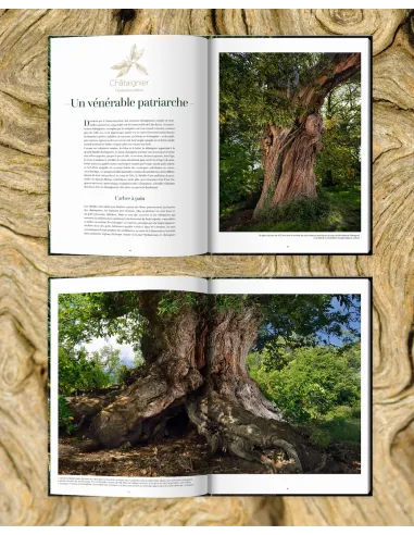 Arbres, secrets de géants