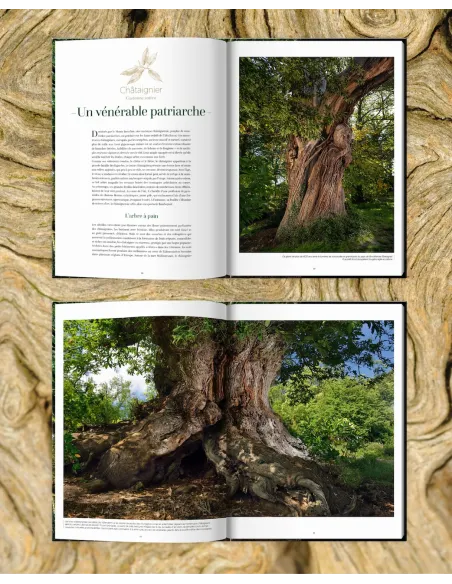 Arbres, secrets de géants