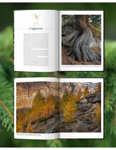 Arbres, secrets de géants