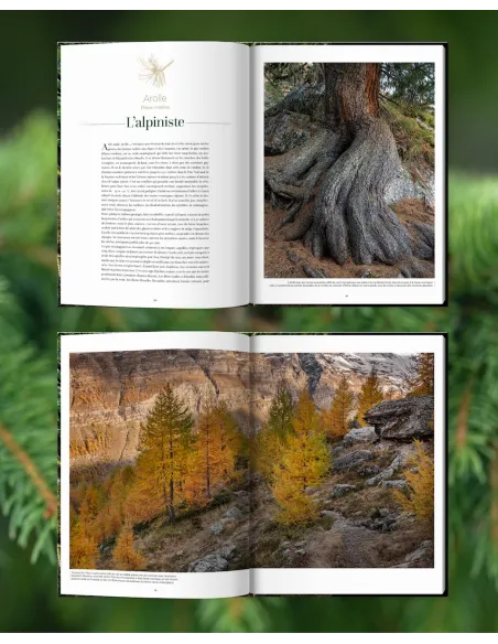 Arbres, secrets de géants