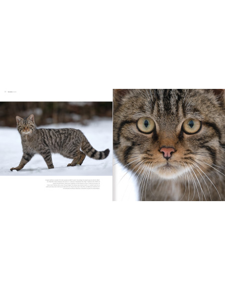 Le chat côté sauvage