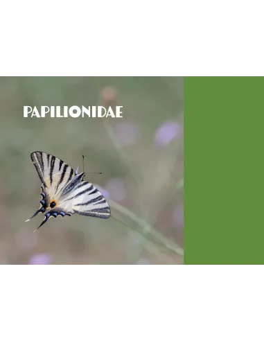 Papillons de Marseille - Identifier les papillons de jour de l'oeuf à l'imago