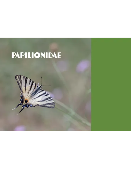 Papillons de Marseille - Identifier les papillons de jour de l'oeuf à l'imago