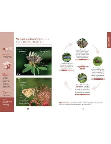 Papillons de Marseille - Identifier les papillons de jour de l'oeuf à l'imago