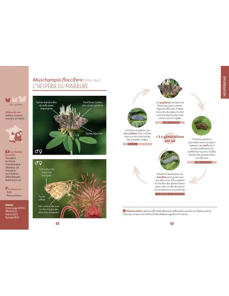 Papillons de Marseille - Identifier les papillons de jour de l'oeuf à l'imago