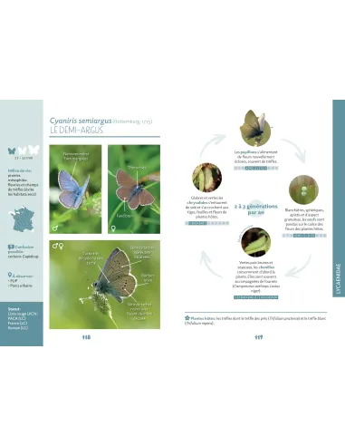 Papillons de Marseille - Identifier les papillons de jour de l'oeuf à l'imago