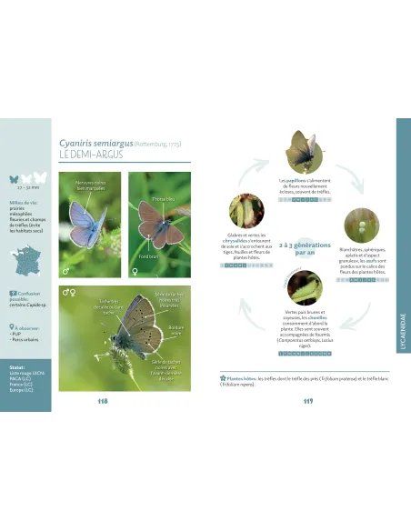 Papillons de Marseille - Identifier les papillons de jour de l'oeuf à l'imago