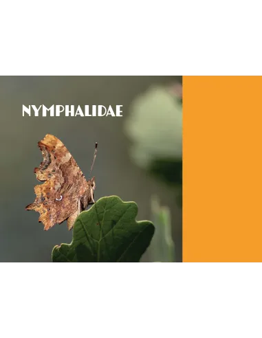 Papillons de Marseille - Identifier les papillons de jour de l'oeuf à l'imago