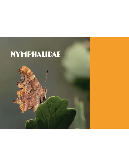 Papillons de Marseille - Identifier les papillons de jour de l'oeuf à l'imago