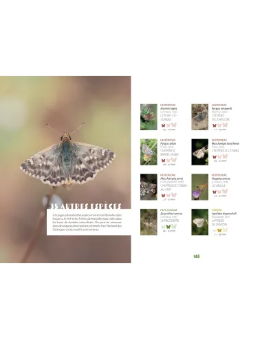 Papillons de Marseille - Identifier les papillons de jour de l'oeuf à l'imago