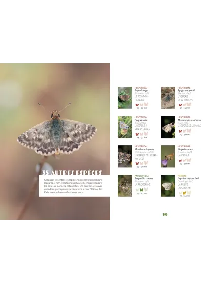 Papillons de Marseille - Identifier les papillons de jour de l'oeuf à l'imago