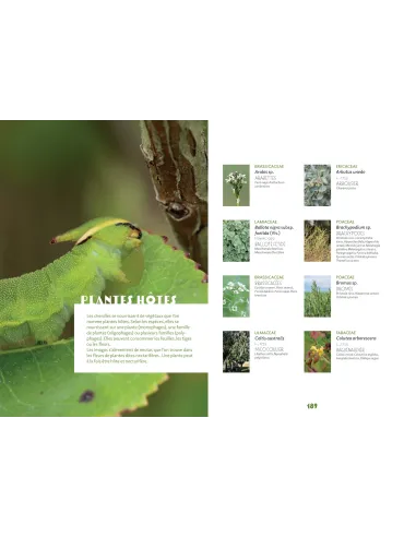 Papillons de Marseille - Identifier les papillons de jour de l'oeuf à l'imago