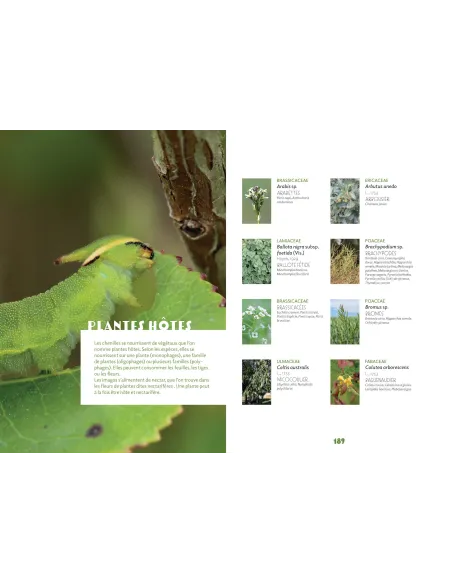 Papillons de Marseille - Identifier les papillons de jour de l'oeuf à l'imago