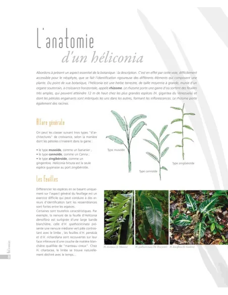 Les Héliconias de Guyane française