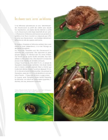 Les Héliconias de Guyane française