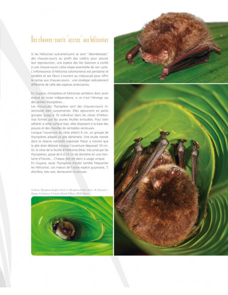 Les Héliconias de Guyane française