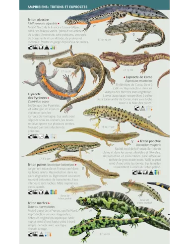 Mini-Naturführer – Amphibien und Reptilien